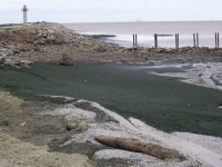 Lyngbya wollei on the shore